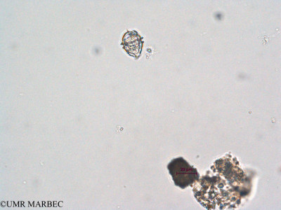 phyto/Scattered_Islands/all/COMMA April 2011/Ensiculifera sp (ancien Heterocapsa sp2)(copy)_thumb.jpg